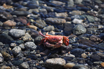 crab on the beach