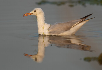 Sender-billed gull while fishing at Asker marsh, Bahrain