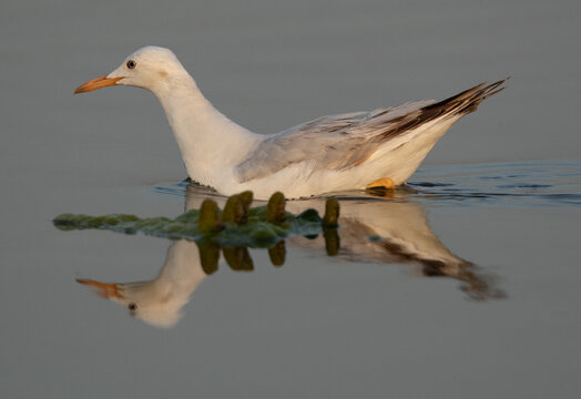 Sender-billed gull at Asker marsh in the morning light, Bahrain