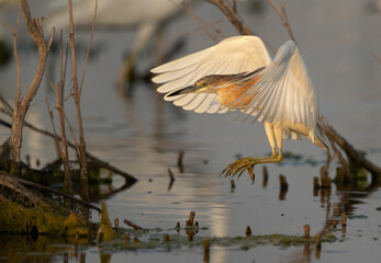 Squacco Heron landing at Asker marsh, Bahrain