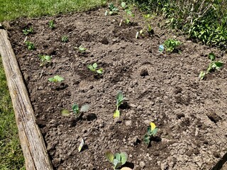 newly planted vegetable garden in spring