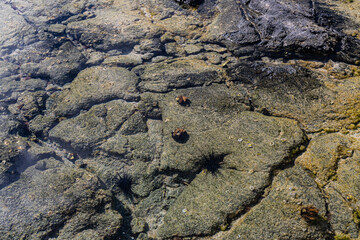 Tide Pool On The Volcanic Shoreline of Keiki Beach, Kailua-Kona, Hawaii Island, Hawaii, USA