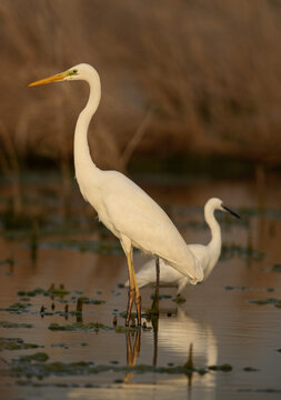 Portrait of a Great Egrets at Asker marsh, Bahrain