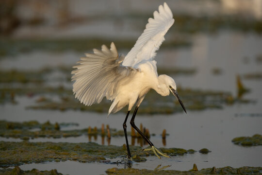 Little Egret fishing  at Asker marsh, Bahrain