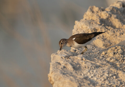 Common Sandpiper on limestone rock at Asker Marsh , Bahrain