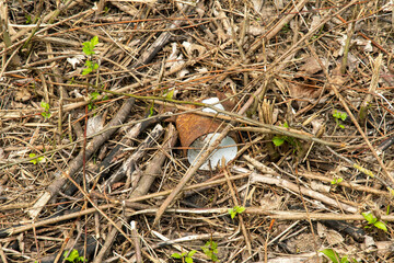 Old aluminium can as waste in the environment