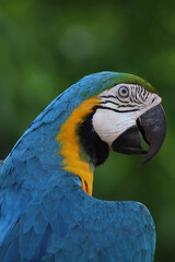Close up the blue macaw parrot bird in nature garden