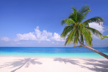 Naklejka na ściany i meble Palm front view on the beach with sunny day