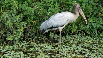 Juvenile wood stork (Mycteria americana) wading in a ditch in Fort Lauderdale, Florida, USA