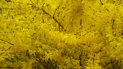 Colorful Forsythia blooming in spring