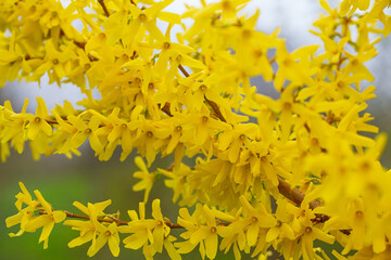 Colorful Forsythia blooming in spring