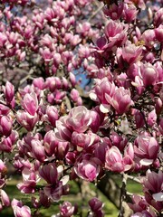 Obraz premium Magnolia blossom in Central Park