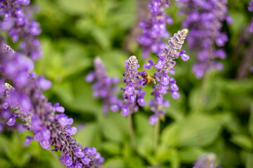Big blue salvia flower and bee