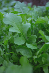 rucola growing in glass house