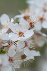 cherry blossoms blooming in spring garden