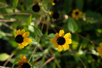 Floral. Closeup view of Rudbeckia triloba also known as Brown Eyed Susan, flowers of yellow petals growing in the garden. 