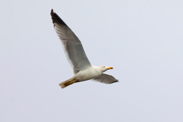 Gaviota patiamarilla​ (Larus michahellis) en vuelo - volando