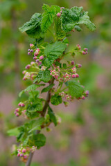 blooming red currants growing in spring garden