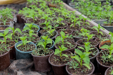 Bulgarian pepper seedlings growing in a plastic tray in greenhouse.