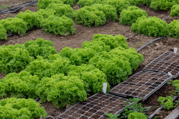 Green lettuce seedlings growing in a cell tray in greenhouse.