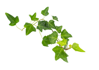 green ivy isolated on white background