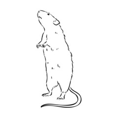Rat sketch drawn by hand. Black and white vector illustration.