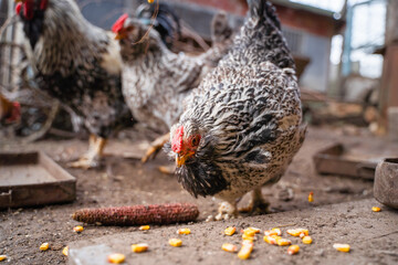 Chicken of a pockmarked color of the Faverolle breed close-up eats corn grains. Walking chickens on the street