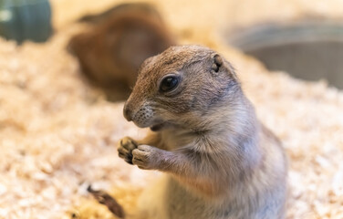 Black-tailed prairie dog or Cynomys ludovicianus sitting