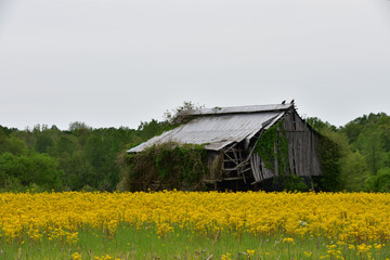 old barn in the field with barn on the right
