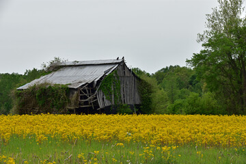 old barn in the field with barn on the left