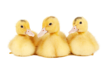 Three yellow moulard ducklings are sitting, isolated on a white background. Innocent little chicks.