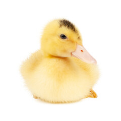 Obraz premium Sitting cute mulard duckling cut put on white background, close-up.