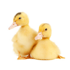 Close-up of a pair of small yellow moulard ducklings friends isolated on a white background.