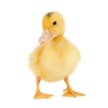 Newborn cute mulard duckling isolated on white background, studio photo.