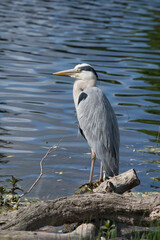 Grey Heron perched on edge of pond