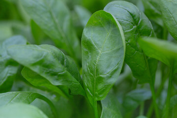 spinach growing in a glass house