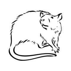 Rat sketch drawn by hand. Black and white vector illustration.