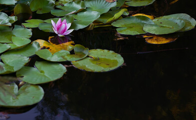 Beautiful water lily in a pond surrounded by green leaves. Long coating. Lily water in the pond. Pink water Lily.