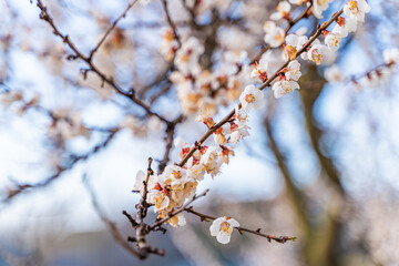 Peach blossom in spring close-up. Flowering fruit trees