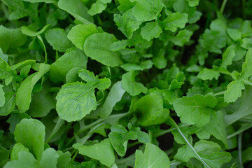rucola growing in glass house