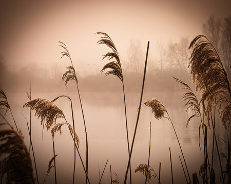 Wasser - Gras - Pflanze - Reed - Fog - Seaweed - High quality photo  - Sunrise over sea -  Nebel - Photo Wallpaper