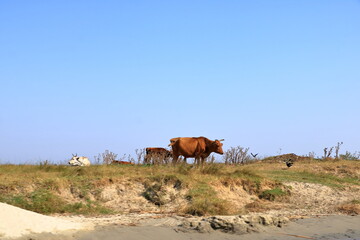 Fototapeta na wymiar Wild cows in Danube Delta