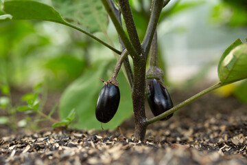 Eggplant on a bush in a garden bed close-up. Organic eggplant