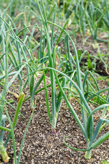 Onion plantation in the garden. Green onions on a feather