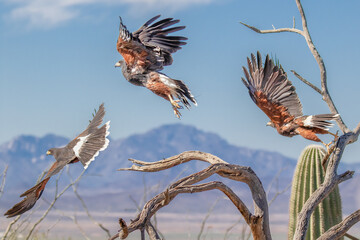 Three Harris's Hawks perched before getting ready to attack their pray