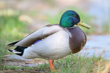 A male mallard on a meadow near a lake