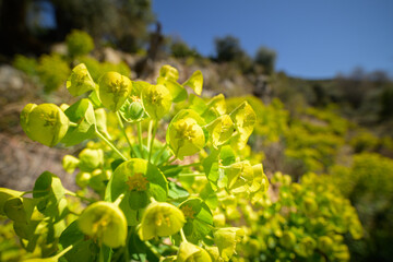 A large spurge on a sunny day in Croatia
