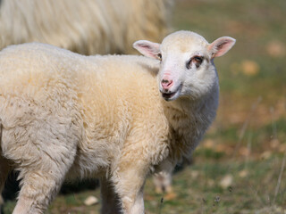 Naklejka na ściany i meble Young lamb standing on a stony pasture in Croatia
