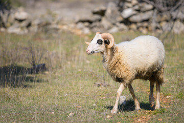 Fototapeta premium a sheep in Croatia with beautiful horns