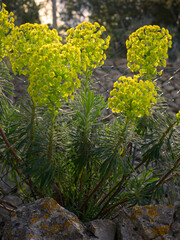 A large spurge on a sunny day in Croatia